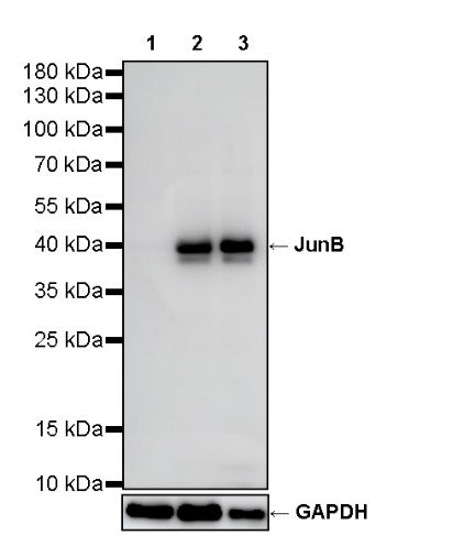 JunB Recombinant Rabbit mAb (S-R294)