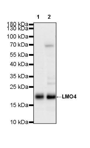 LMO4 Recombinant Rat mAb (S-5963)