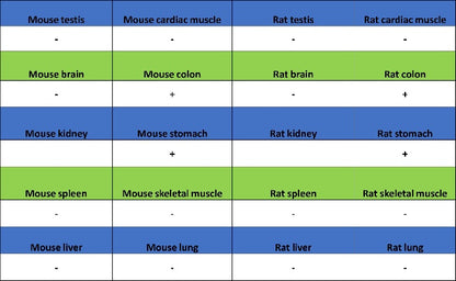INSM1 Recombinant Rabbit mAb,PBS Only (SDT-3165-72)
