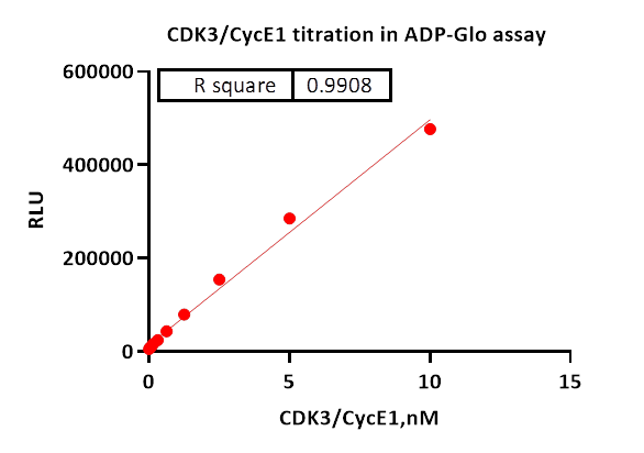 CDK3/CycE1 Protein