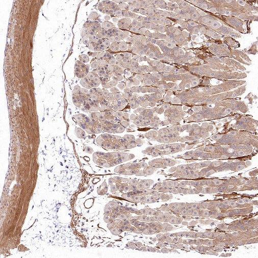 Vinculin Recombinant Mouse mAb (S-916-217)