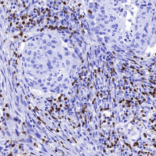 CD3 epsilon Mouse mAb (SDT-570-36)