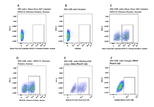 Alexa Fluor 647-Labeled GPC3/Glypican 3 Fc Chimera Protein, Human