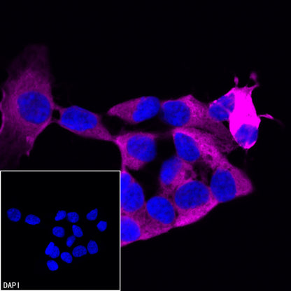 Beta III tubulin Recombinant Rabbit mAb (Alexa Fluor® 647 Conjugate) (SDT-251-28)