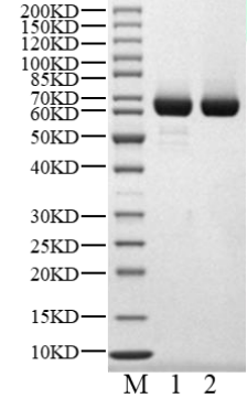 VRK1 GST Tag Protein, Human