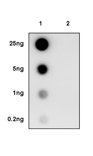Phospho-AMPKα (Thr172) Recombinant Rabbit mAb (S-2216-10)