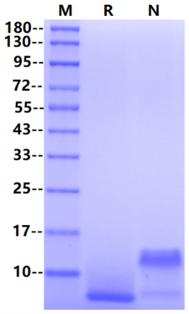 EGF Protein, Mouse