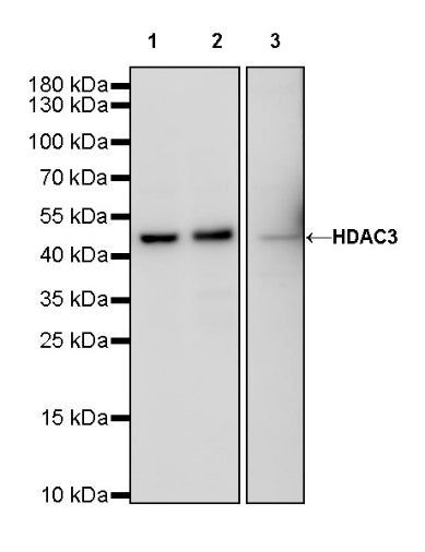 HDAC3 Rabbit Polyclonal Antibody