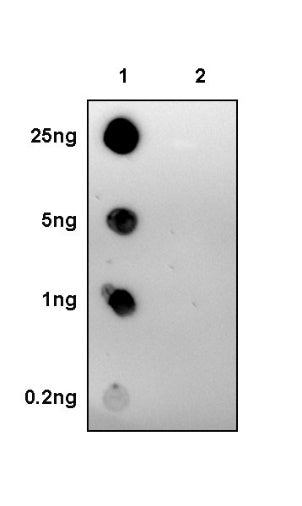 Phospho-Akt (Ser473) Recombinant Rabbit mAb (S-763-7)