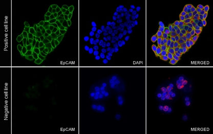 S-RMab® EpCAM Recombinant Rabbit mAb (SDT-078-128)