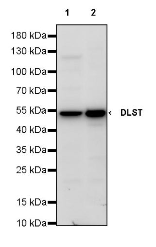DLST Rabbit Polyclonal Antibody