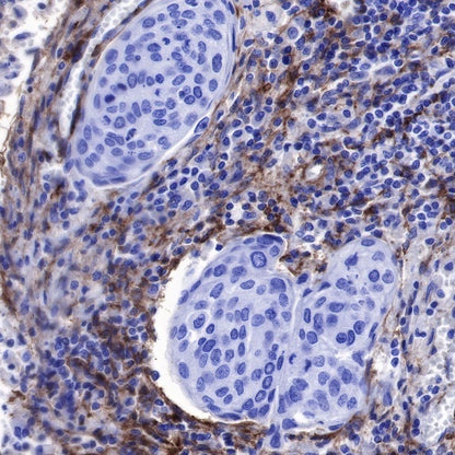 CD90 Recombinant Rabbit mAb (SDT-349-164)
