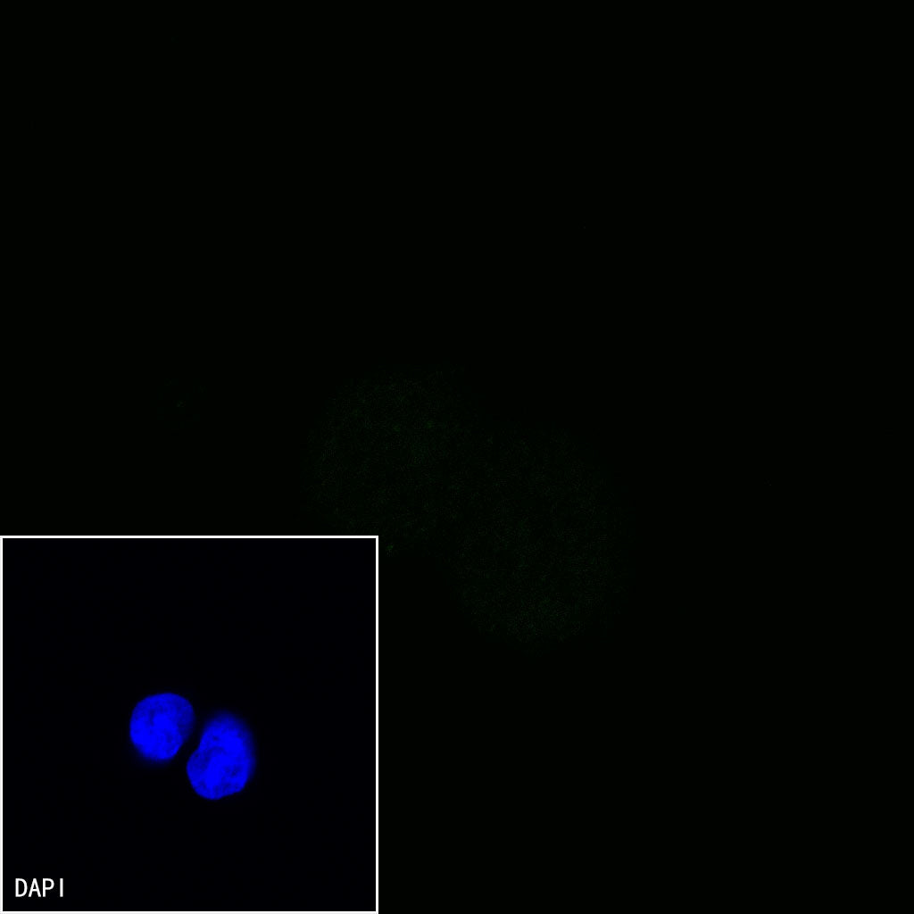 CD13 Mouse mAb (S-689-37)