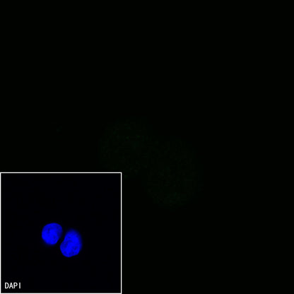CD13 Mouse mAb (S-689-37)
