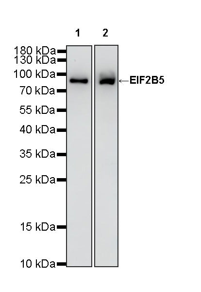 EIF2B5 Recombinant Rabbit mAb (S-3816-3)