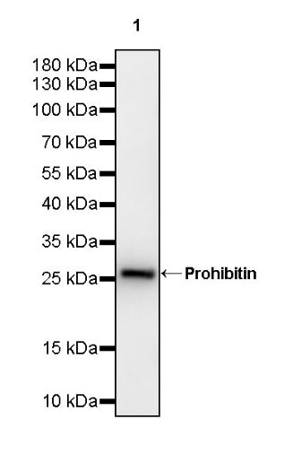 Prohibitin Recombinant Rabbit mAb (S-2679-7)