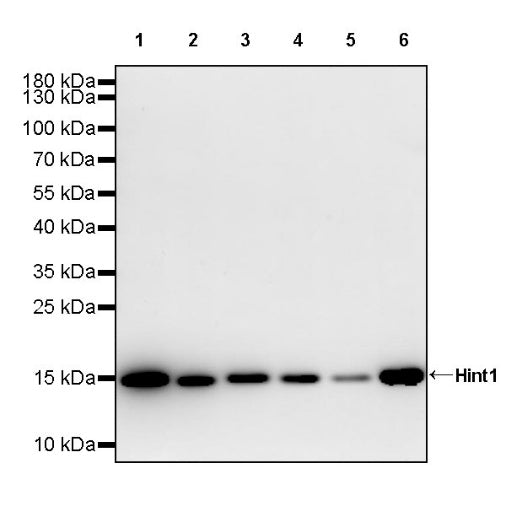 Hint1 Recombinant Rabbit mAb (S-2693-67)