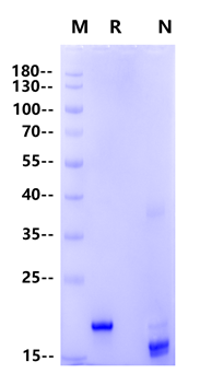 Recombinant oxidized IL-33 Protein, Human