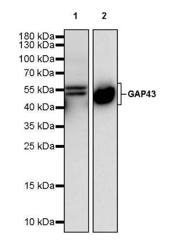 GAP43 Rabbit Polyclonal Antibody-Neuronal Marker