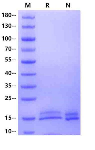 CLEC7A His Tag Protein, Human