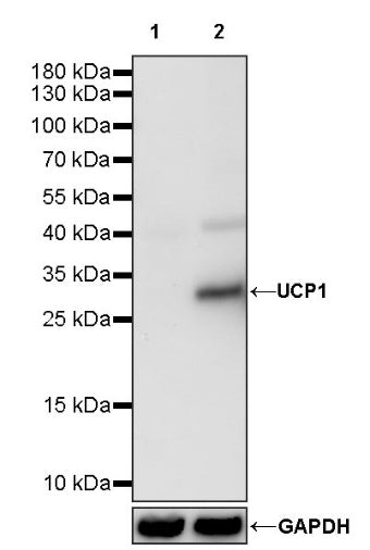 UCP1 Recombinant Rabbit mAb (S-1571-45)