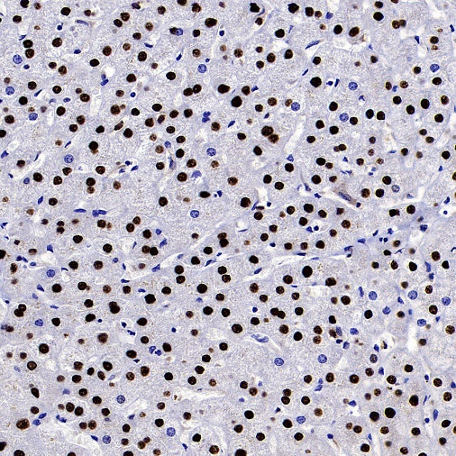 DLX5 Recombinant Rabbit mAb (S-2785-79)