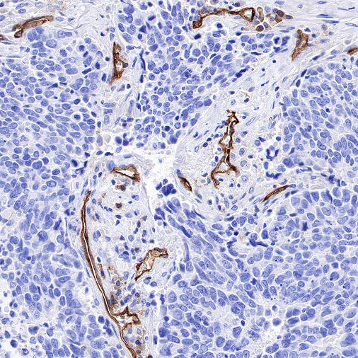 ICAM-2 Recombinant Rabbit mAb (S-R359)