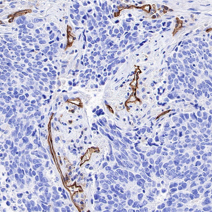 ICAM-2 Recombinant Rabbit mAb (S-R359)