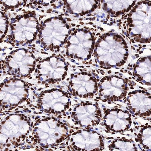 ILF3 Recombinant Rabbit mAb (S-R342)