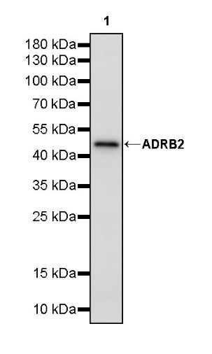 ADRB2 Recombinant Rabbit mAb (S-2418-144)