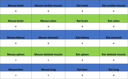 CYTB Recombinant Rabbit mAb (S-3877-15)
