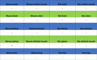 CD4 Recombinant Rabbit mAb (S-6203)