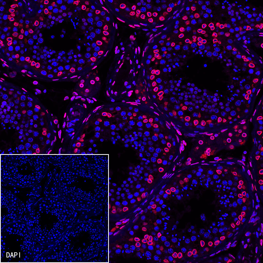 S-RMab®Lamin B2 Recombinant Rabbit mAb (S-951-70)