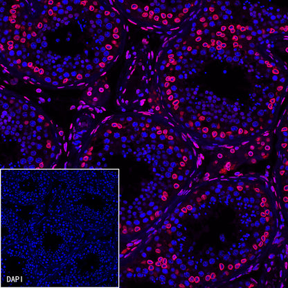 S-RMab®Lamin B2 Recombinant Rabbit mAb (S-951-70)