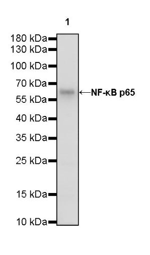 NF-κB p65 Recombinant Rabbit mAb (S-475-56)