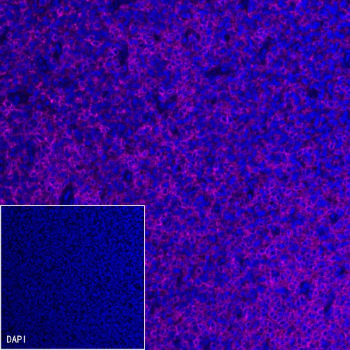 CD99 Recombinant Rabbit mAb (Alexa Fluor® 647 Conjugate) (S-R122)