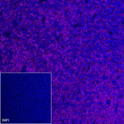 CD99 Recombinant Rabbit mAb (Alexa Fluor® 647 Conjugate) (S-R122)
