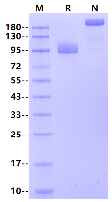 ALCAM/CD166 Fc Chimera Protein, Human