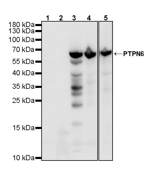 PTPN6 Rabbit Polyclonal Antibody