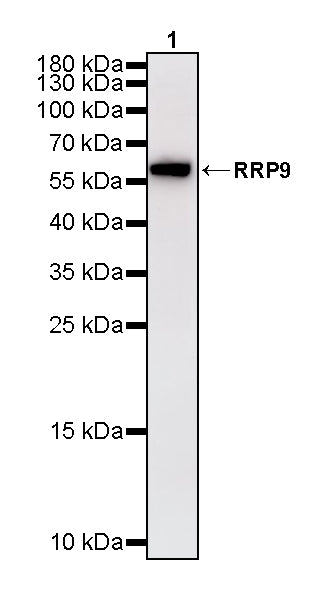 RRP9 Recombinant Rabbit mAb (S-4838-24)