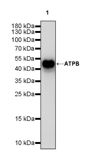 ATPB Rabbit Polyclonal Antibody