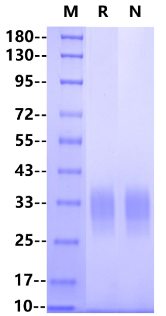 Fc γ RIV/CD16-2 His Tag Protein, Mouse