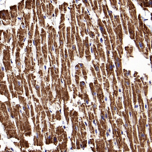 ATP5A Recombinant Rabbit mAb (S-1542-211)