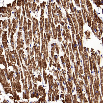 ATP5A Recombinant Rabbit mAb (S-1542-211)
