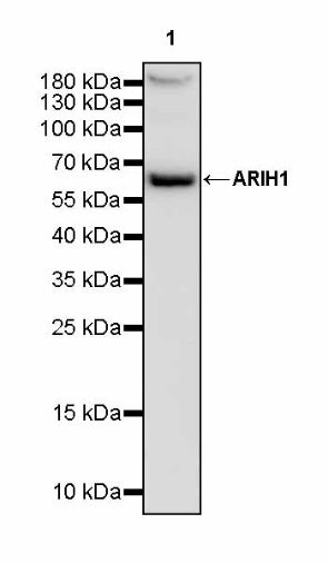 ARIH1 Recombinant Rabbit mAb (S-3166-64)