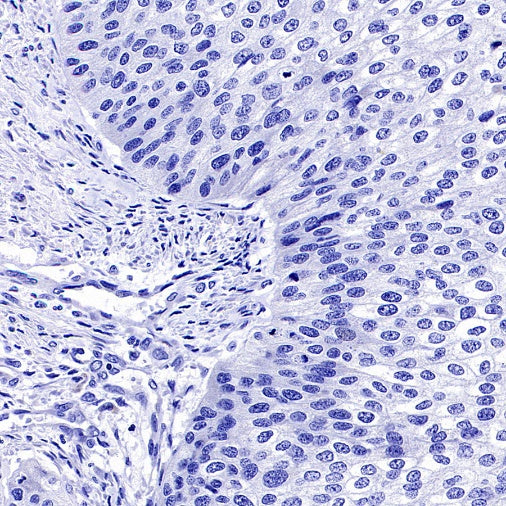 GATA3 Recombinant Mouse mAb (SDT-3180)