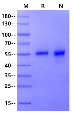 CD40 Ligand /TNFSF5 Trimer His Tag Protein, Human/Cynomolgus/Rhesus macaque