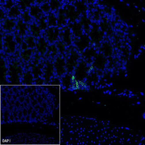 S-RMab®CD4 Recombinant Rabbit mAb (S-R569)