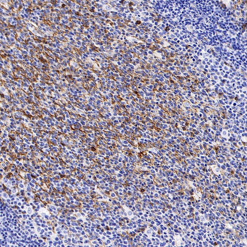 CD200 Recombinant Rabbit mAb (S-1008-60)