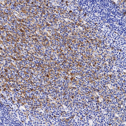 CD200 Recombinant Rabbit mAb (S-1008-60)